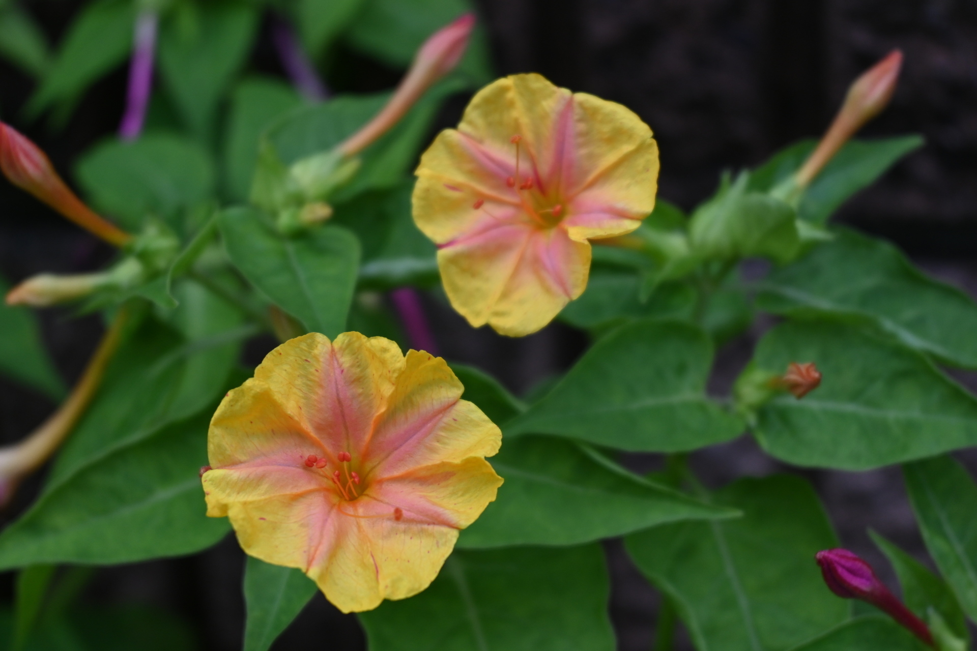 長雨の合間に見つけたご近所の花々 パラダイス