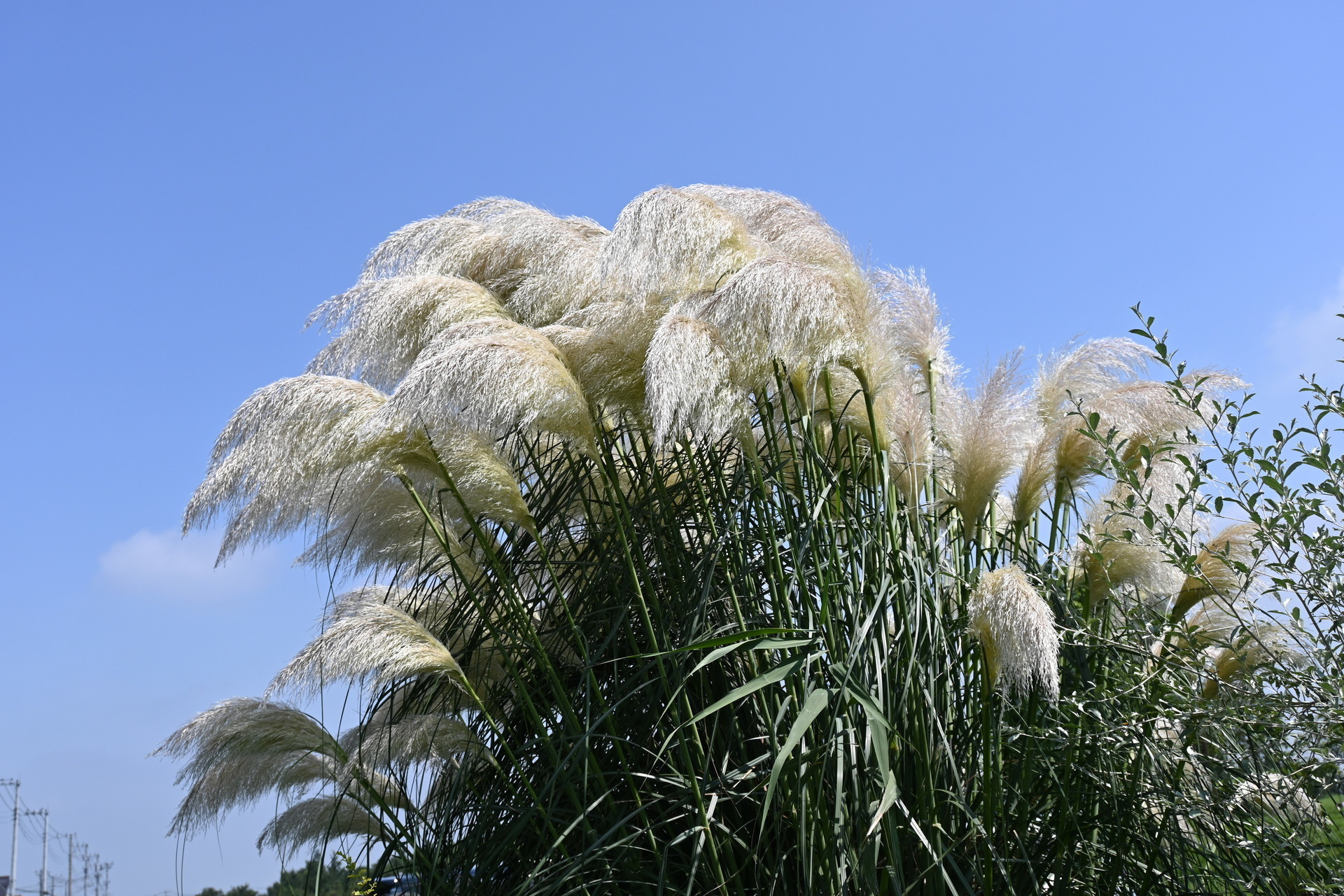 年の夏 元気な夏の花をお届けに参りました パラダイス