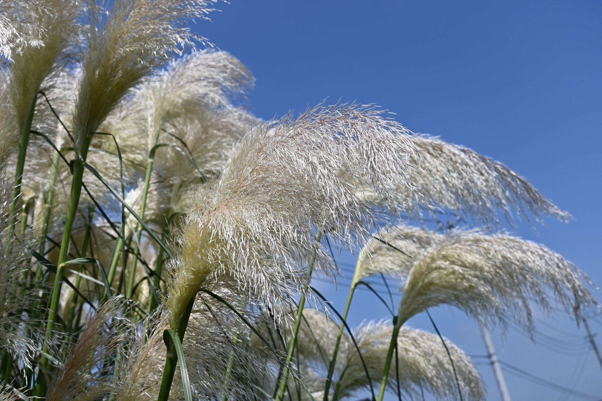 年の夏 元気な夏の花をお届けに参りました パラダイス