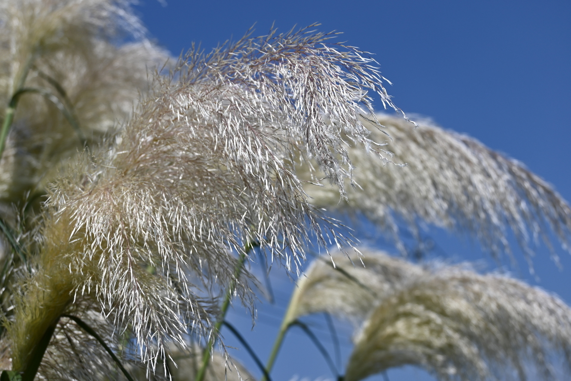 年の夏 元気な夏の花をお届けに参りました パラダイス