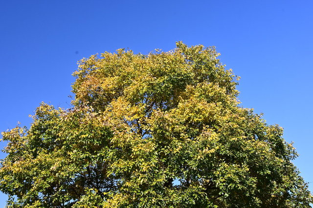 DSC_0147.JPG