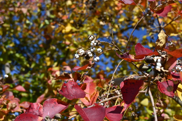 DSC_0159.JPG