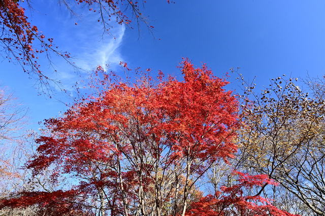 DSC_0218.JPG